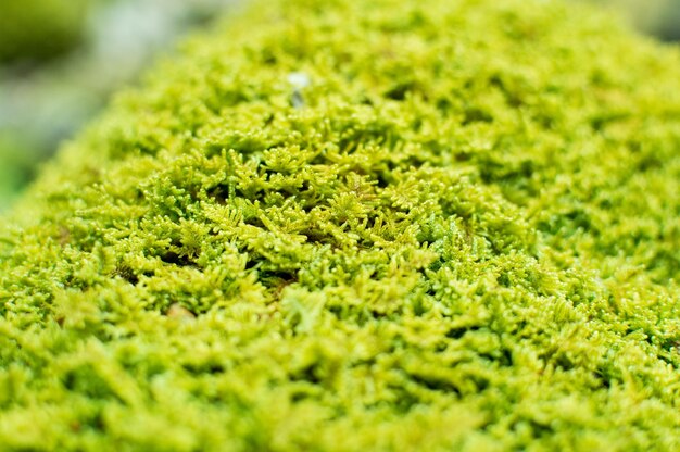 Photo full frame shot of moss growing on field