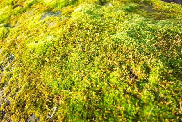 Full frame shot of moss growing on field