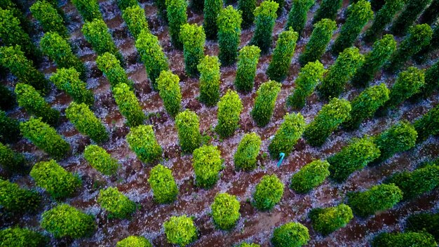 Full frame shot of moss growing on land