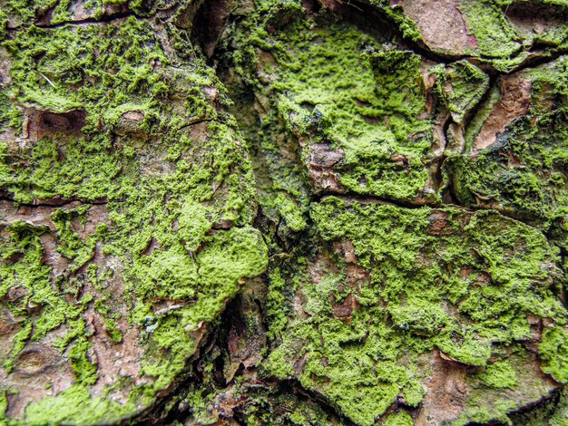 Foto fotografia completa del muschio che cresce sul tronco dell'albero