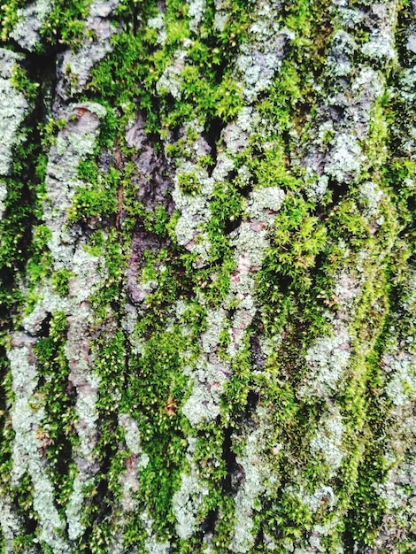 Photo full frame shot of moss growing on tree trunk