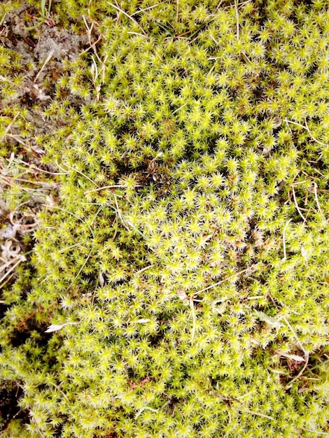 Photo full frame shot of moss