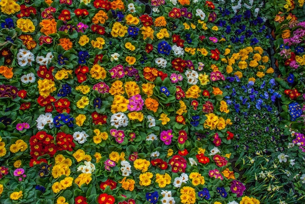 Full frame shot of multi colored flowering plants