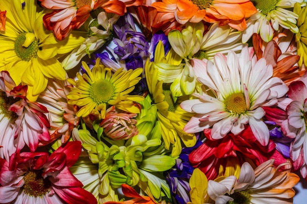 Photo full frame shot of multi colored flowering plants