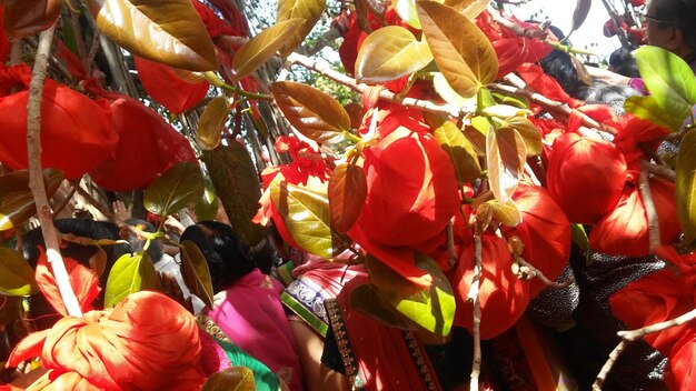 Full frame shot of multi colored flowers