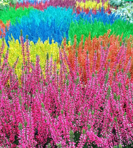 Full frame shot of multi colored flowers