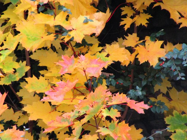 Full frame shot of multi colored leaves