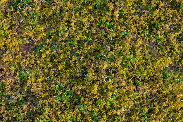 Full frame shot of multi colored plants on land