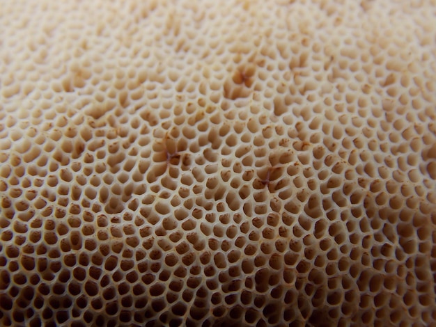 Photo full frame shot of  mushroom