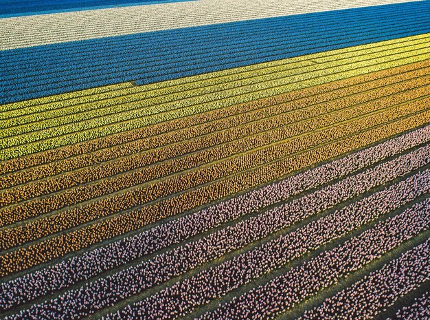 Фото Полный кадр сельскохозяйственного поля