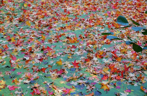 사진 가을 잎 의 전체 사진