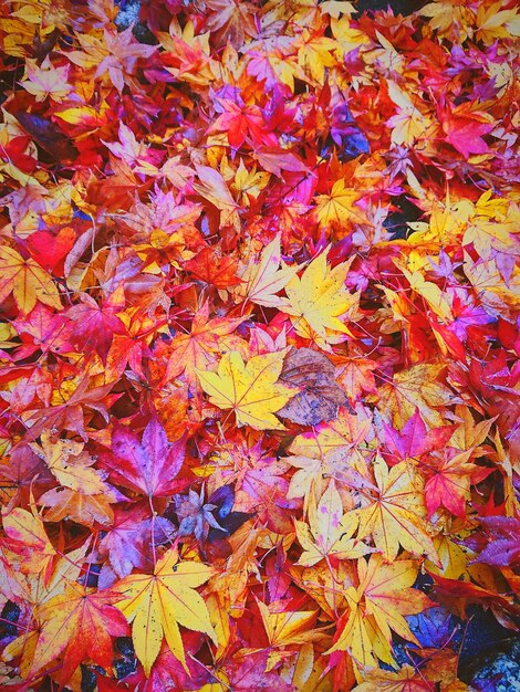 写真 秋の葉のフルフレームショット