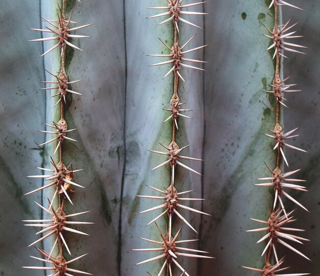 사진 ⁇ 투스 식물 의 전체 프레임 사진