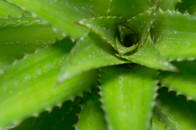 写真 カクタス植物のフルフレーム写真