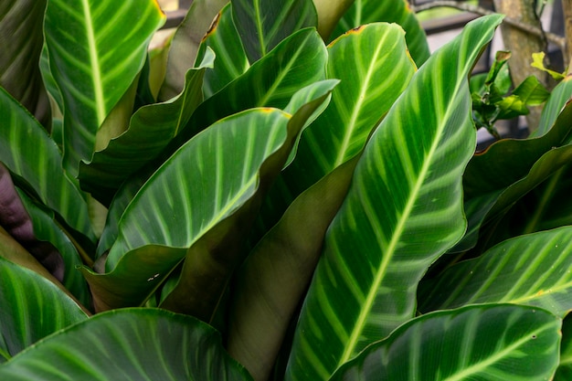 写真 カラテアの葉のフルフレーム写真
