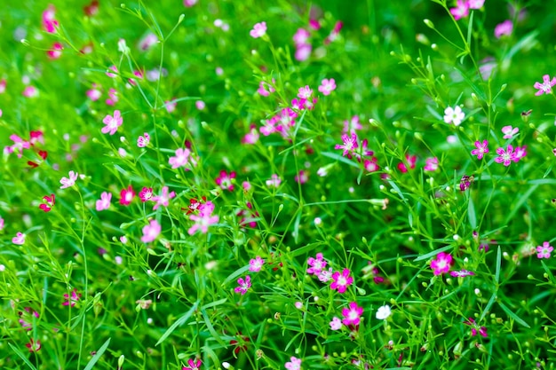 写真 畑で花をかせる植物のフルフレームショット