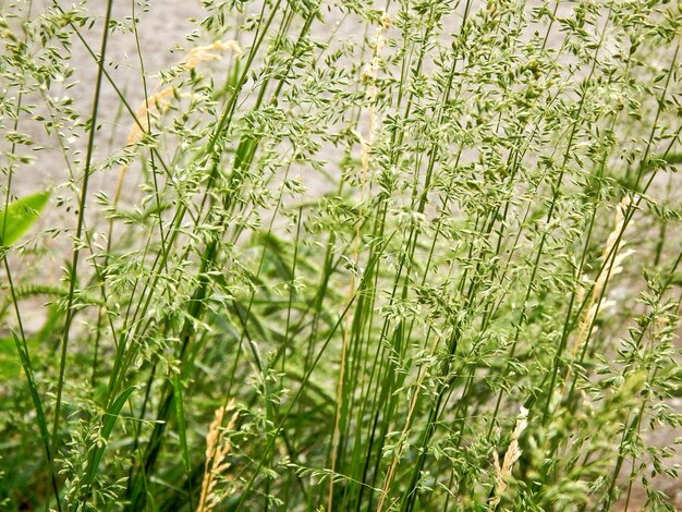 写真 陸上の花の植物のフルフレームショット