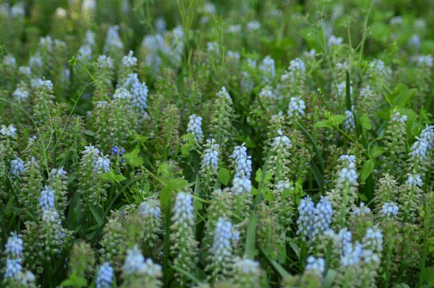 写真 陸上の花の植物のフルフレームショット