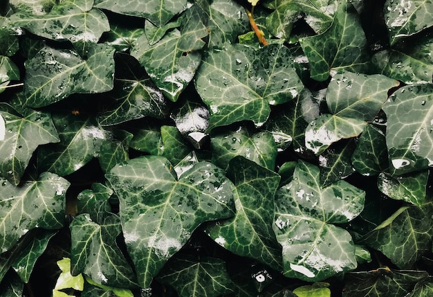 Фото Полный кадр свежих зеленых листьев