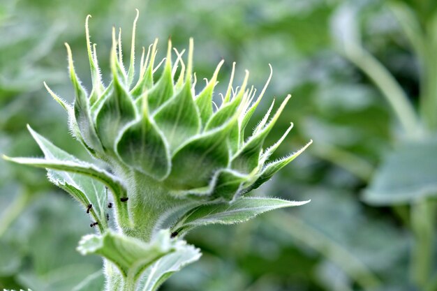 写真 新鮮な緑の植物のフルフレームショット