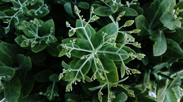 写真 新鮮な緑の植物のフルフレームショット