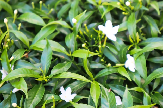 写真 新鮮な緑の植物のフルフレームショット