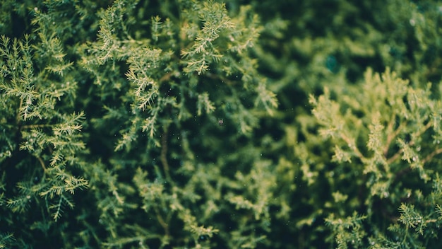 写真 新鮮な緑の植物のフルフレームショット