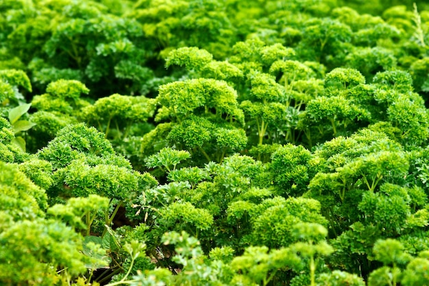 사진 신선 한 초록색 식물 들 의 전체 화면