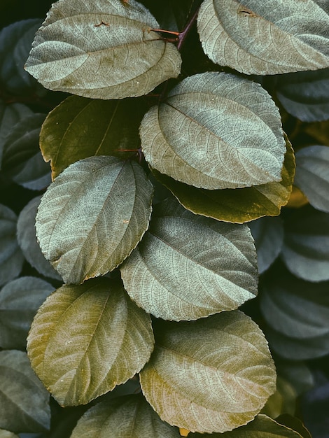 Фото Полный кадр свежих листьев