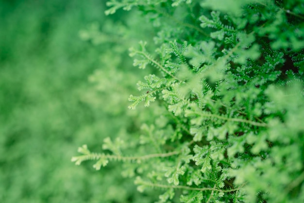 写真 新鮮な植物のフルフレームショット