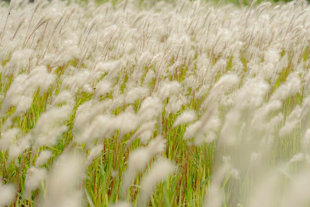 写真 フィールドの新鮮な植物のフルフレームショット