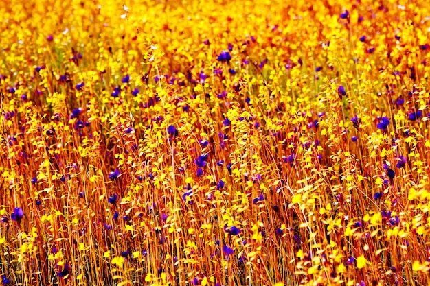 Фото Полный кадр свежих желтых цветов, цветущих в поле