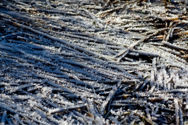 사진 얼어붙은 가지 와 얼음 의 전체 사진