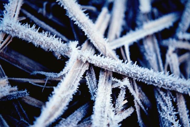 Фото Полный кадр замороженных растений
