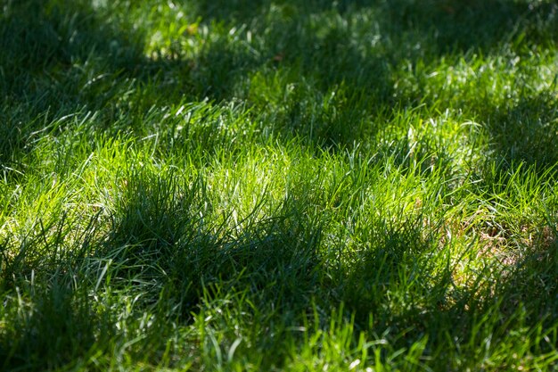写真 フィールドの芝生のフルフレームショット