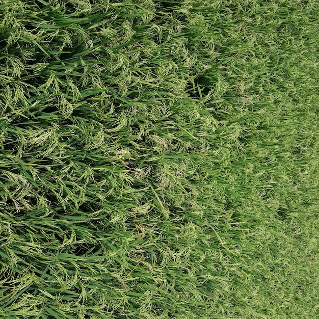 Фото Полный кадр травяного поля