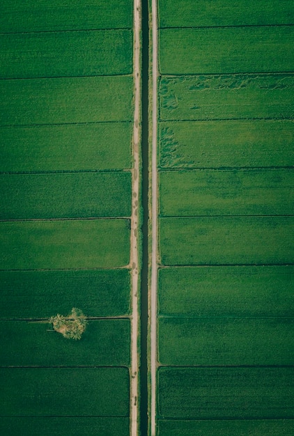 Фото Полный кадр зеленого поля