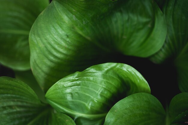 Фото Полный кадр зеленых листьев