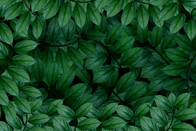写真 緑の葉のフルフレームショット