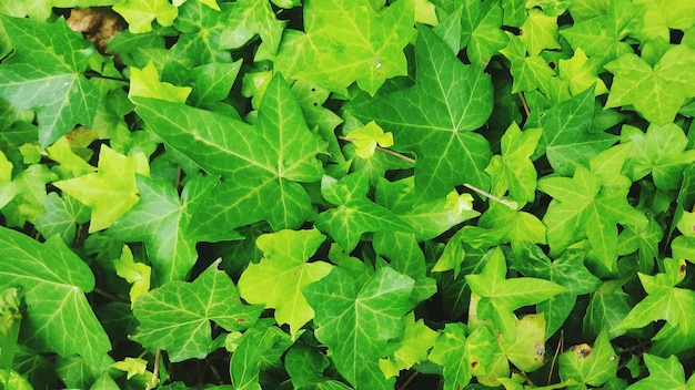 Фото Полный кадр зеленых листьев