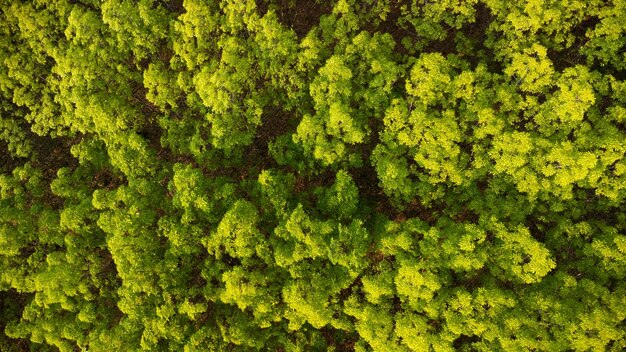 사진 녹색 식물 들 의 전체 프레임