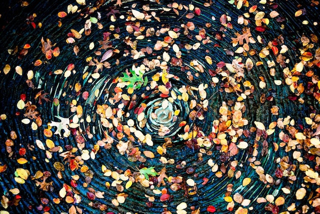 Фото Полный кадр листьев в парке