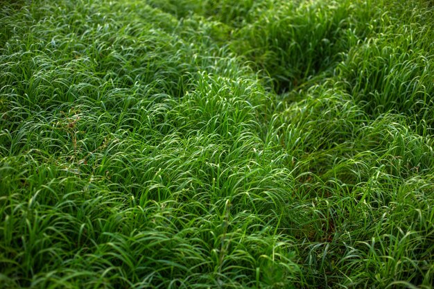 Фото Полный кадр длинной зеленой травы на поле вблизи с выборочной фокусировкой
