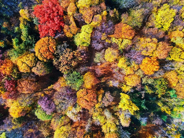 写真 多色の植物のフルフレームショット