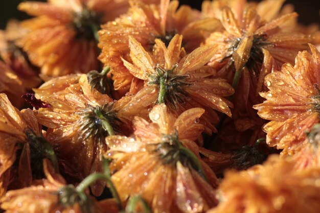 사진 오렌지 꽃 이 피는 식물 의 전체 프레임