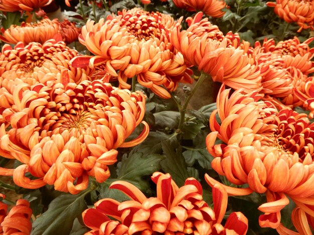 Фото Полный кадр оранжевых цветущих растений