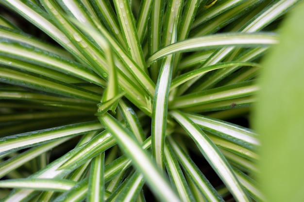 Фото Полный кадр пальмового листа