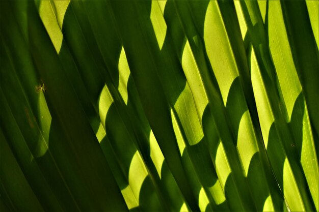 Фото Полный кадр пальмовых листьев