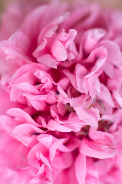 写真 ピンクのバラの花のフルフレームショット