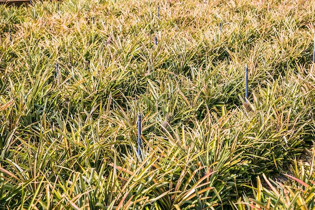 Фото Полный кадр растений, растущих на поле